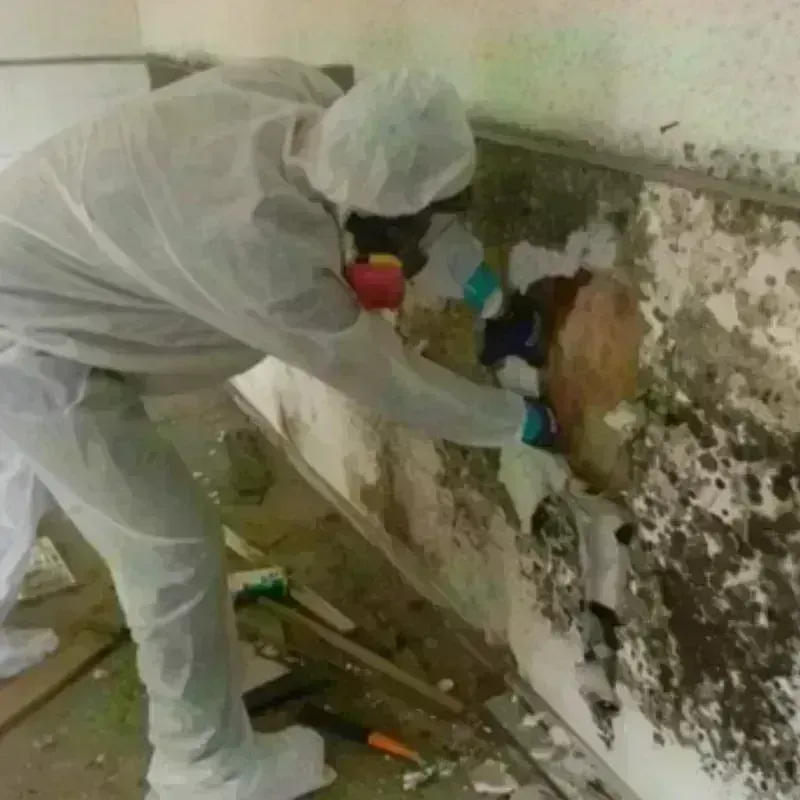 Mold Remediation and Removal in Hobart, OK